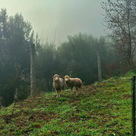 Casa vacanze Casa De Suelas Viana do Castelo